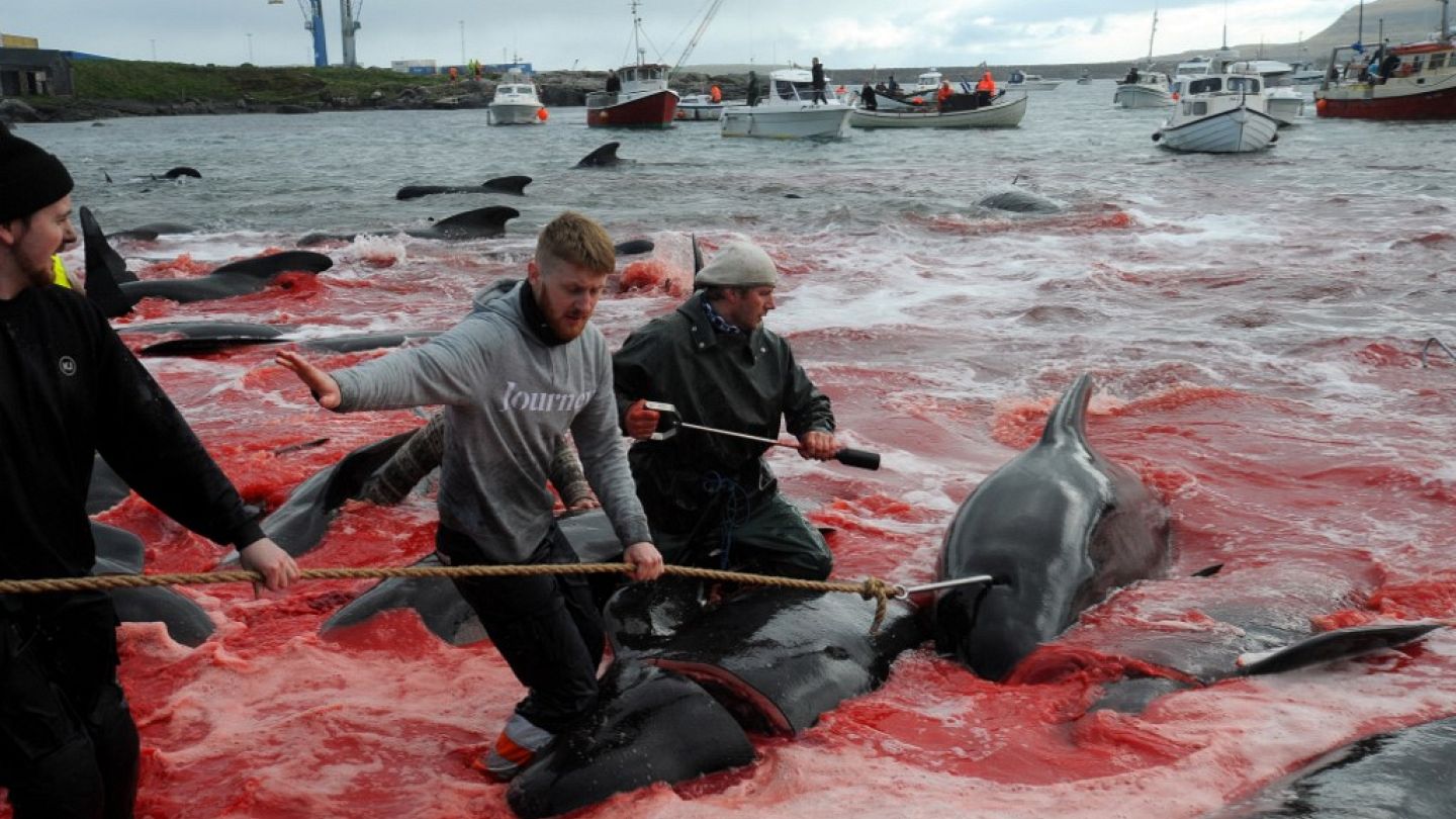 Faroe island dolphin 2025 hoax