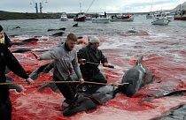 Fishermen and volunteers pull on the shore pilot whales they killed during a hunt, as blood turned the sea red, on May 29, 2019 in Torshavn, Faroe Islands