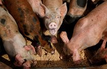 مزرعه پرورش خوک‌ در لاس‌وگاس