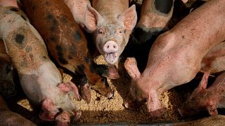 مزرعه پرورش خوک‌ در لاس‌وگاس