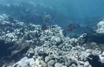 صخره‌های مرجانی فلوریدا در حال انقراض هستند
