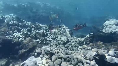 El coral, color blnaco, en el arrecife de Florida por las altas temperaturas del agua