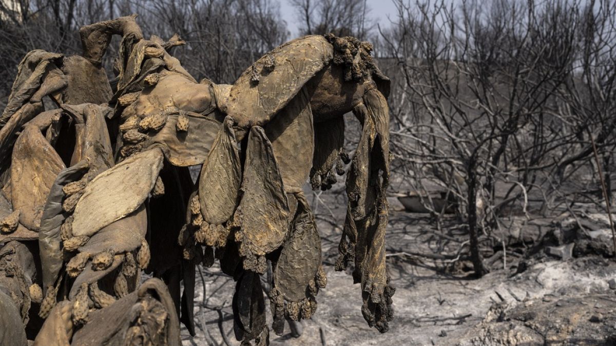 Ein verbrannter Kaktusbaum in einem Wald auf der griechischen Insel Rhodos