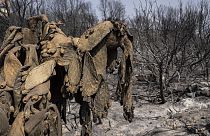 Gran devastación forestal tras incendios en Grecia