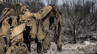 Ein verbrannter Kaktusbaum in einem Wald auf der griechischen Insel Rhodos