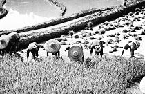 Kínai munkások a rizsföldeken 1944. június 21-én