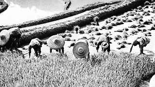 Kínai munkások a rizsföldeken 1944. június 21-én