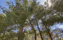 Der Akbelen-Wald in der türkischen Provinz Muğla