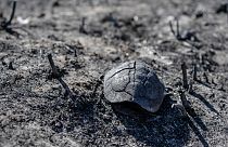 Verbrannte Schildkröte auf Korfu