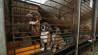 Seul'un güneyindeki Pyeongtaek şehrinde bir köpek çiftliğindeki köpekler. Kore'de köpek eti yüzyıllardır faydalı olduğu sanıldığı için tüketiliyor.