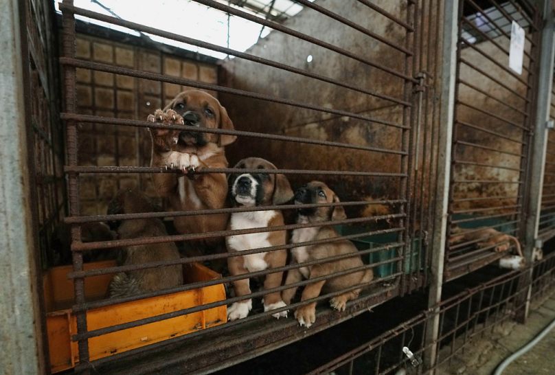Dogs are seen in a cage at a dog farm in Pyeongtaek, South Korea, June 2023