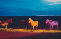 An image from 'The Horses' series by Gareth McConnell