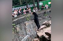 Ayı mı, insan mı? Çin'de hayvanat bahçesine turistler akın etti