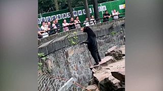 Ayı mı, insan mı? Çin'de hayvanat bahçesine turistler akın etti