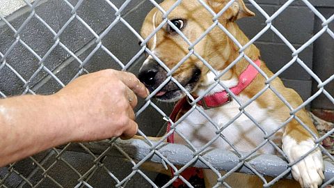 FOR ILLUSTRATION PURPOSES - Fake rescue videos cause serious psychological and physical harm to animals 
