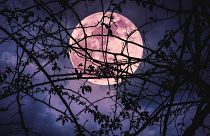 Landscape of sky with super moon behind the silhouette of tree branches.