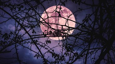 Landscape of sky with super moon behind the silhouette of tree branches.