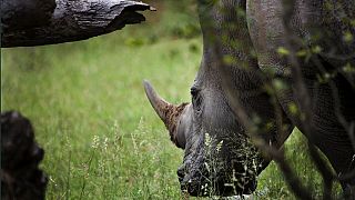 Afrique du Sud : au parc Kruger, moins de braconniers et de rhinocéros