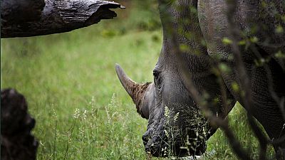 Afrique du Sud : au parc Kruger, moins de braconniers et de rhinocéros