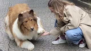 L'uomo giapponese sta diventando virale con il suo nuovo video che lo mostra mentre fa la sua prima passeggiata all'interno del suo costume da cane iper-realistico