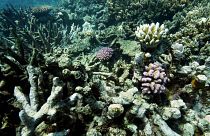 Conservationists worry that ecosystems will be damaged by deep sea mining, especially without any environmental protocols.