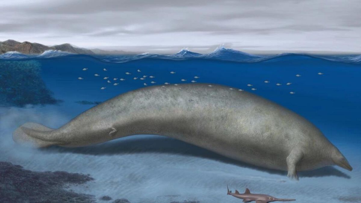 تصویر یک هنرمند از نهنگ عظیم الجثه پرو که دانشمندان فکر می‌کنند احتمالا سنگین‌ترین حیوانی باشد که تاکنون روی کره زمین زندگی کرده است.
