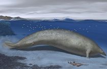 In this 2023 artist illustration by Alberto Gennari, Perucetus colossus is reconstructed in its coastal habitat.