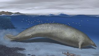 Desenho do que seria o Perucetus colossus, a baleia gigante cujo fóssil foi encontrado no Peru
