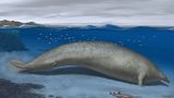 Perucetus colossus'un illüstrasyonu