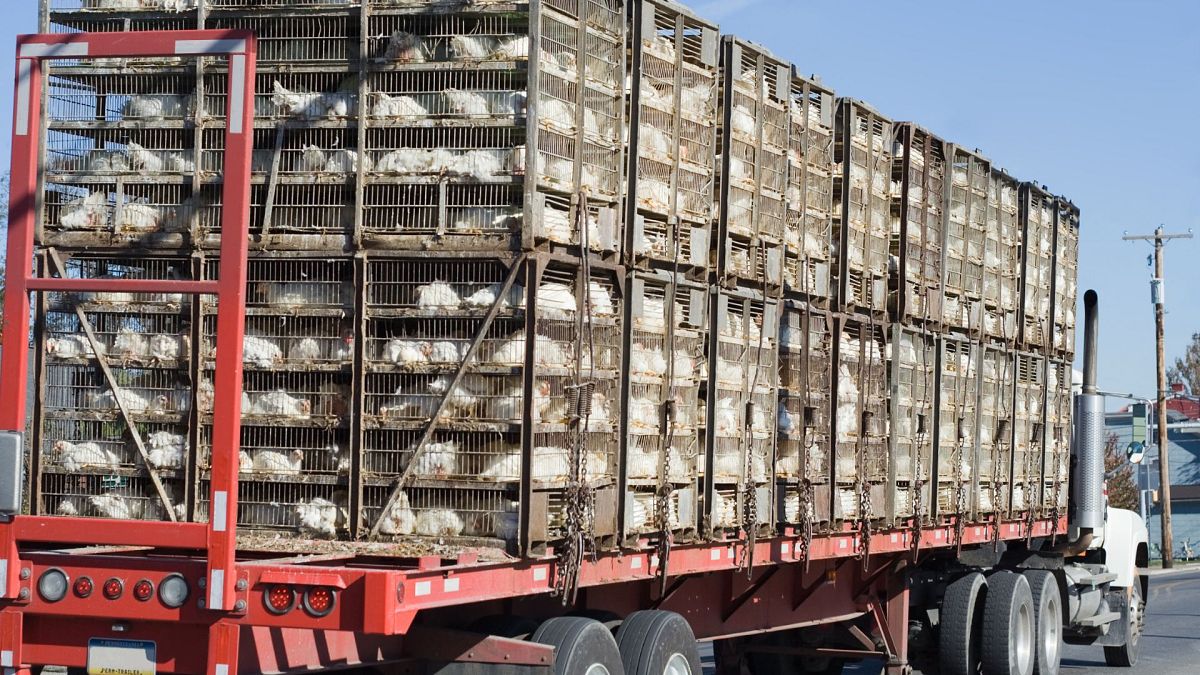 Migliaia di polli sono morti durante un trasporto nel Regno Unito, nel 2022, per le temperature troppo elevate