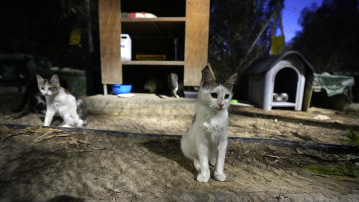Lefkoşa'daki bir kedi barınağı