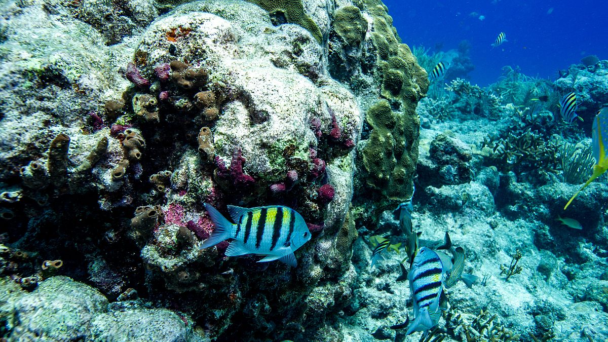 إرتفاع درجة حرارة مياه البحر قبالة فلوريدا كيزتشكل خطرا  بالنسبة لثالث أكبر حاجز مرجاني في العالم