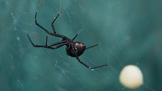 عنکبوت از نوع بیوه سیاه