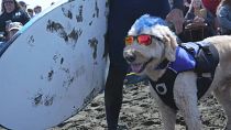 Campeonato Mundial de surf canino, Pacífica, California