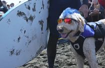 Kutyák szörfbajnoksága Kaliforniában