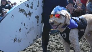 Kutyák szörfbajnoksága Kaliforniában