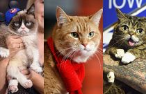 Choose your feline fighter! Grumpy Cat, Bob and Lil Bub are among the most famous cats of the internet age