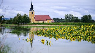 Затопленные подсолнухи перед церковью Святого Николая, где река Крка разлилась недалеко от деревни Драма на юго-востоке Словении.