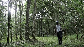La reprise de l'exploitation forestière divise le Kenya