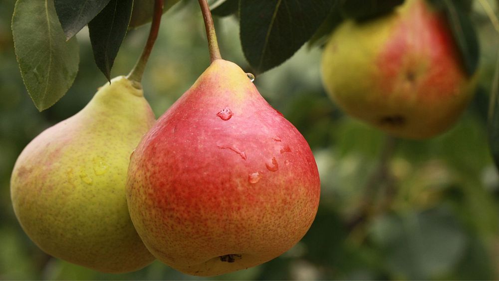 pear capital of the world