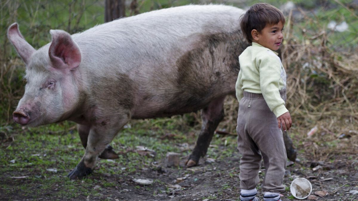 Sok balkáni farmon a gyerekek az állatok közelségében nőnek fel - illusztráció