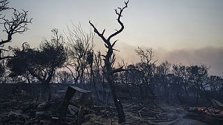 Καμμένη έκταση μετά τις φωτιές στη Μάνδρα Αττικής