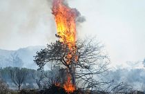 Flames burn a tree in Vati village, on the Aegean Sea island of Rhodes, southeastern Greece, on Tuesday, July 25, 2023. 