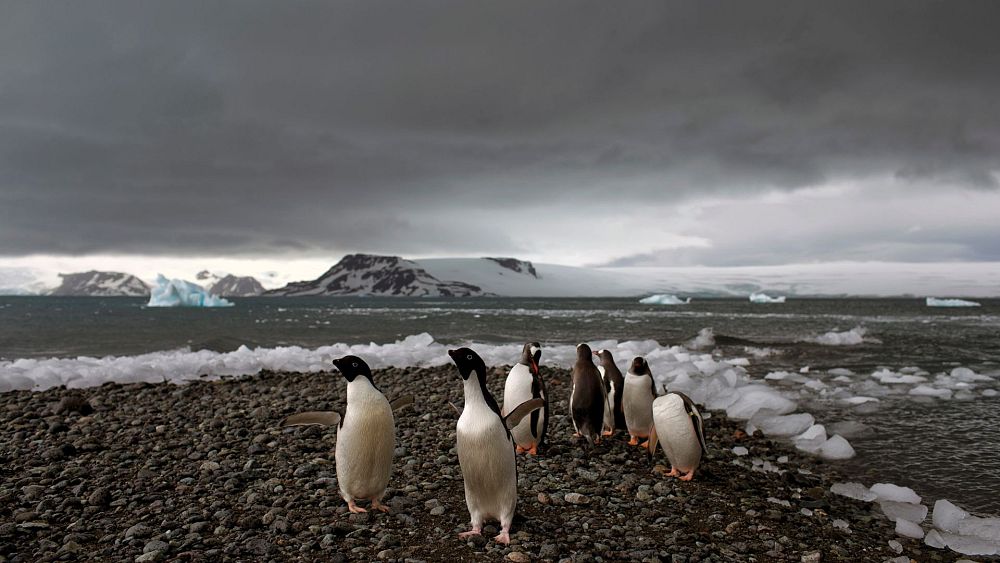 Най-голямата гореща вълна в света се случи в Антарктика миналата година - какво означава това за нашата планета?