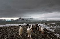Penguins walk on the shore of Bahia Almirantazgo in Antarctica, January 2015.