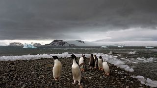 Penguins walk on the shore of Bahia Almirantazgo in Antarctica, January 2015.