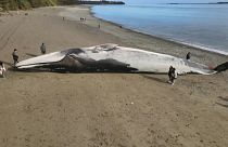 جثة حوت أزرق هائل الحجم على شاطئ جزيرة في تشيلي