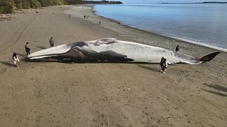 جثة حوت أزرق هائل الحجم على شاطئ جزيرة في تشيلي