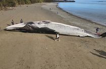 La ballena azul, que probablemente murió en el mar, reposa en la arena de la playa