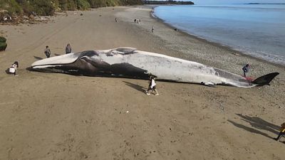 Blue whale dead on Ancud beach.